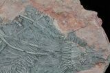 Moroccan Crinoid (Scyphocrinites) Plate #61215-3